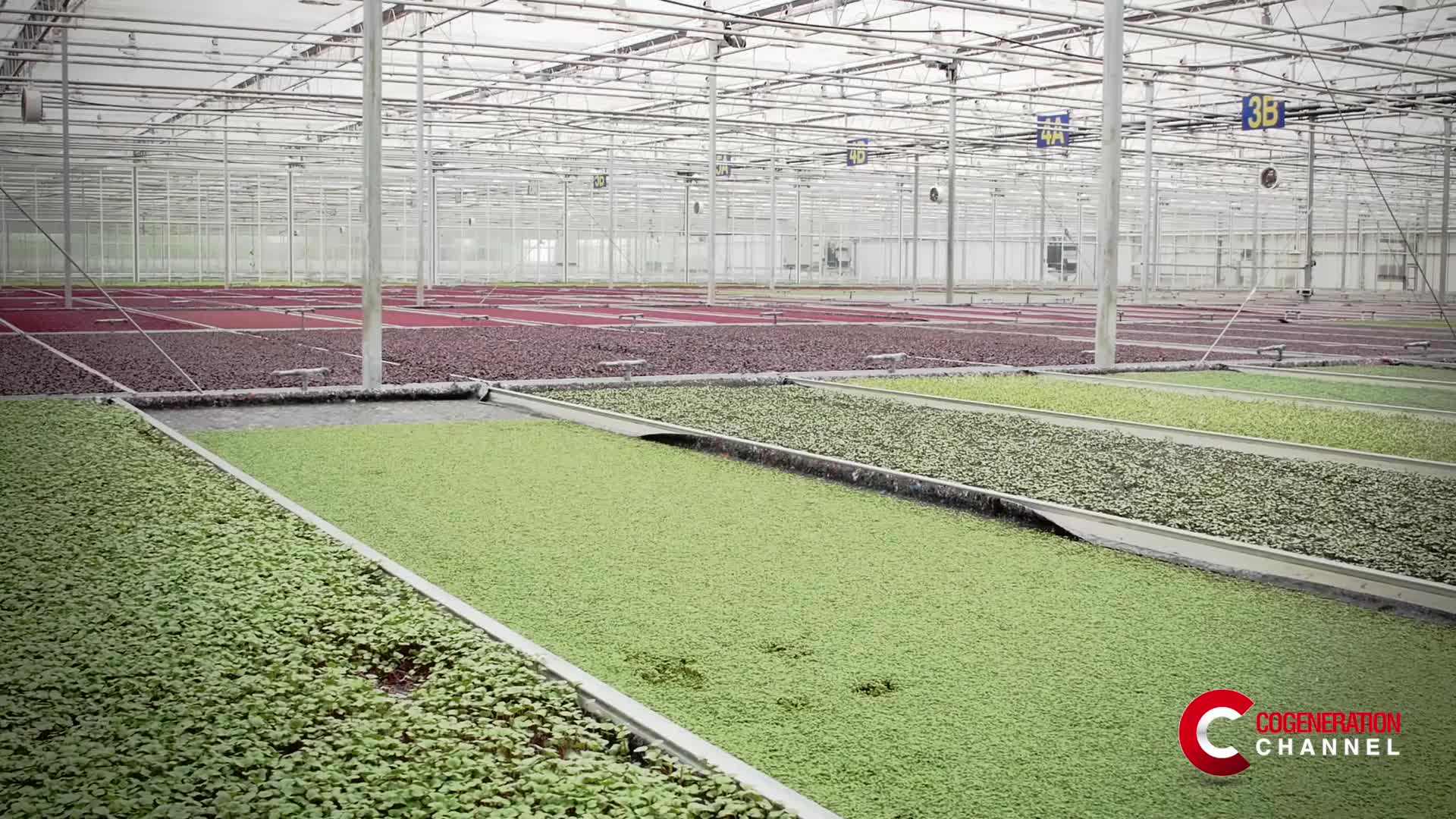 UK: 1.5 MW CHP plant sustainably heats greenhouse for edible flowers