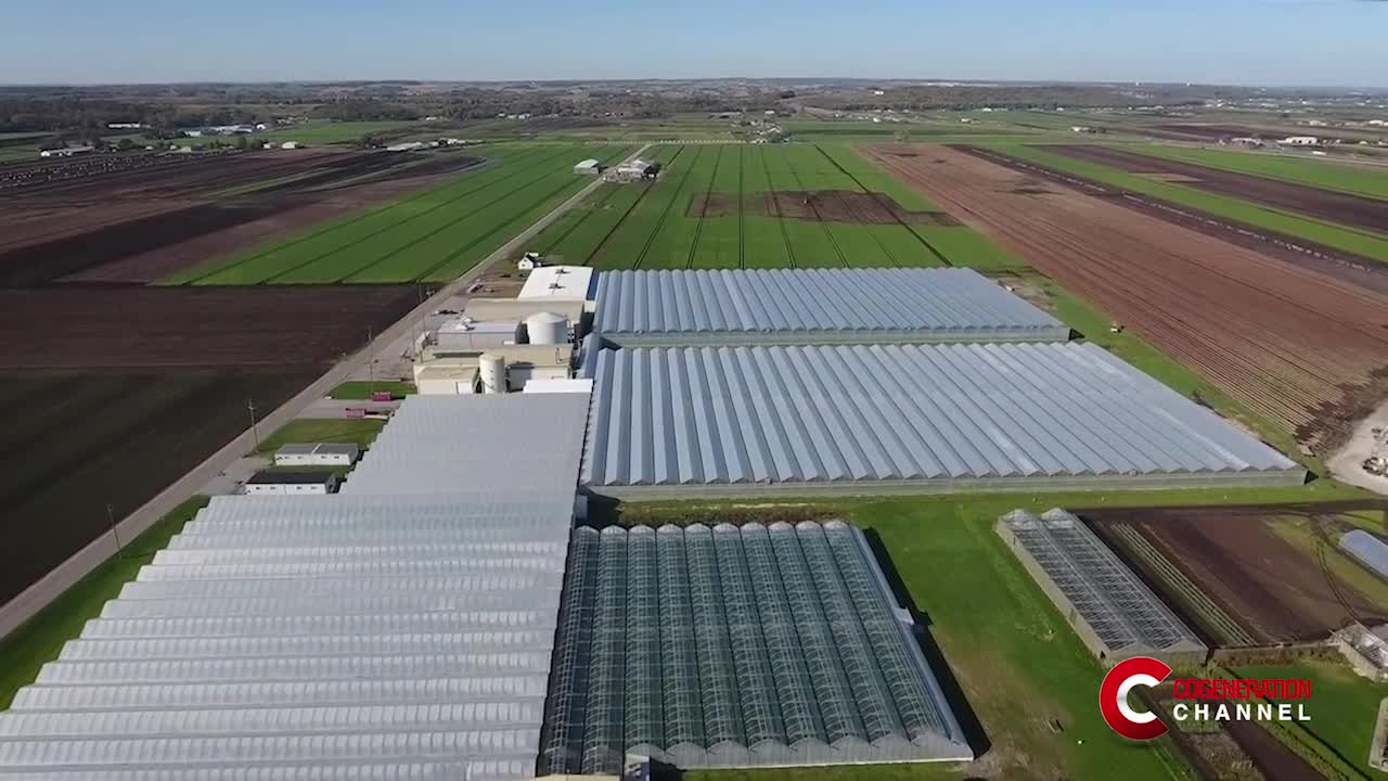 Canada: greenhouse CHP plant feeds electricity to the grid through an IESO contract
