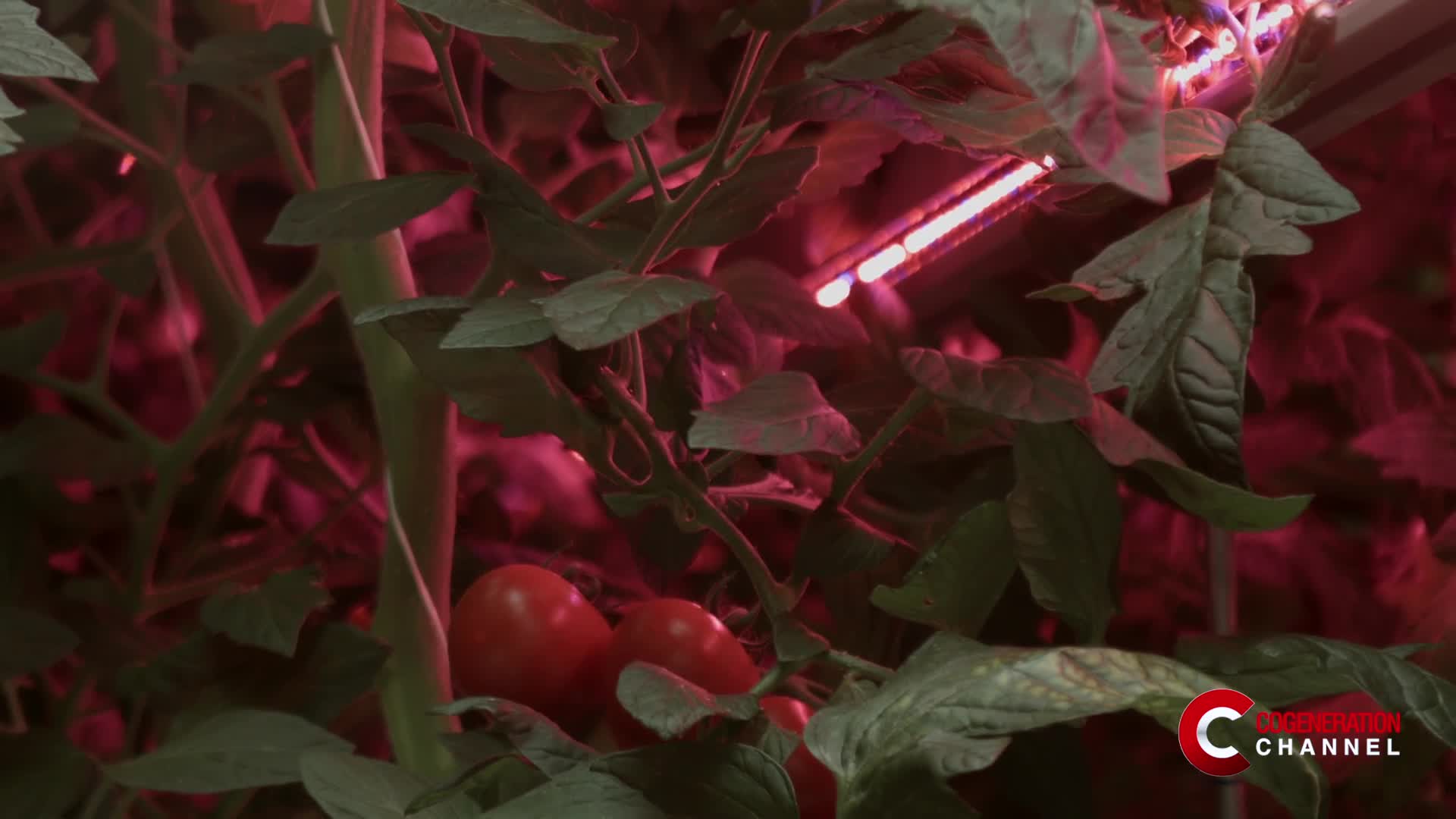 Energy efficiency in the UK greenhouses: Sandylands Nurseries