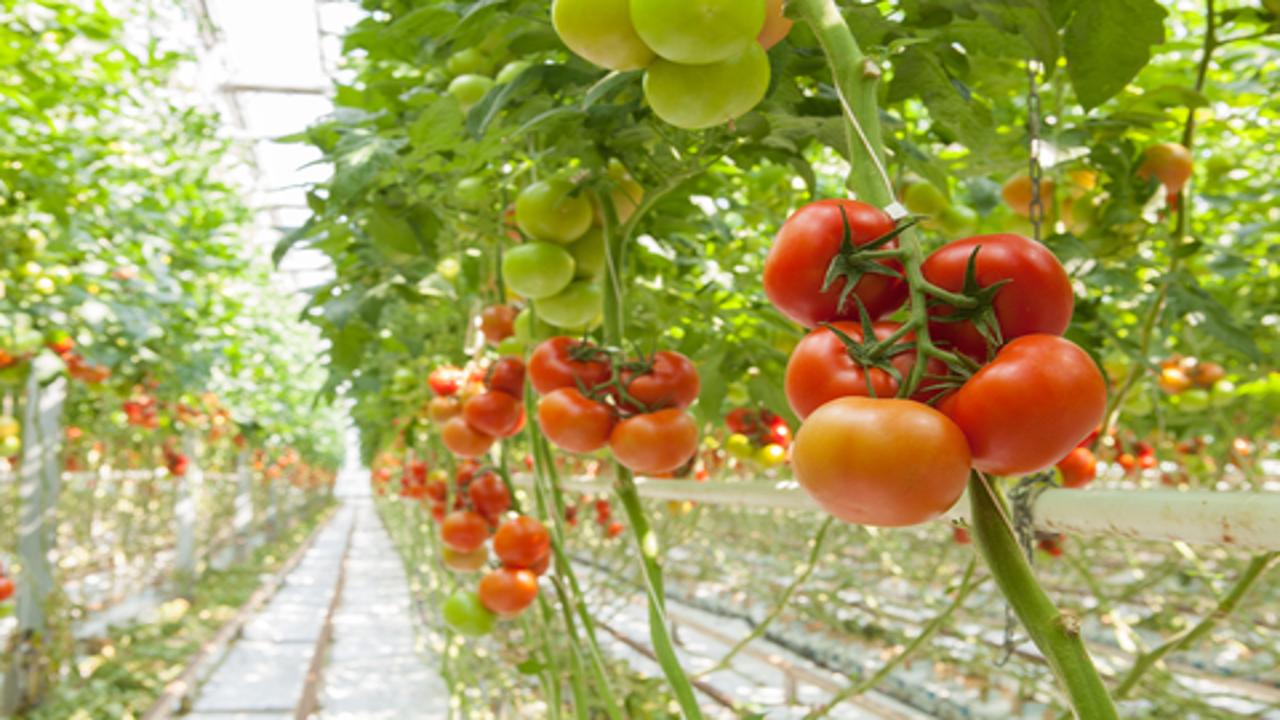 Intergrow Greenhouses: the US greenhouse which has chosen "island mode" CHP to make growing tomatoes more efficient